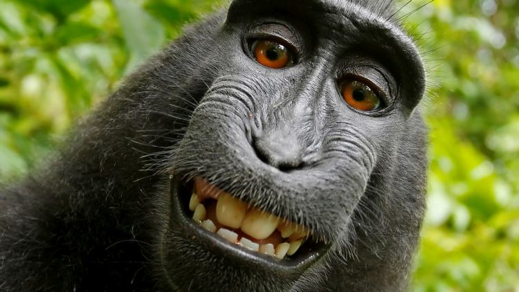 A macaque